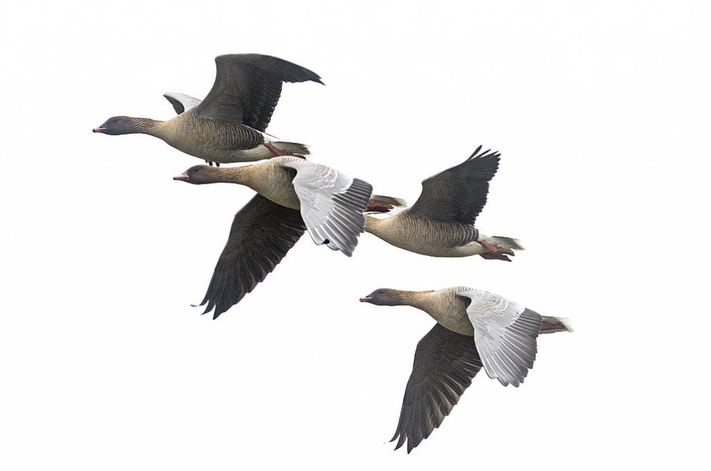 UK: Geese Avoid Wind Turbine Blades | Offshore Wind