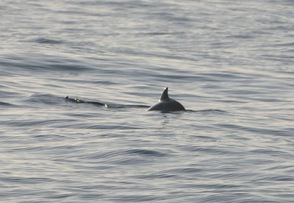EU Commission Intervenes in Atlantic Array’s Issue with Porpoises