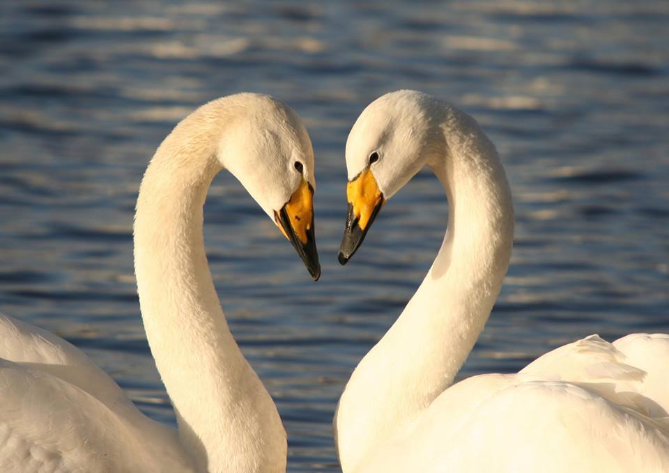 GPS-Tagged Swans Explore How to Avoid Wind Turbines