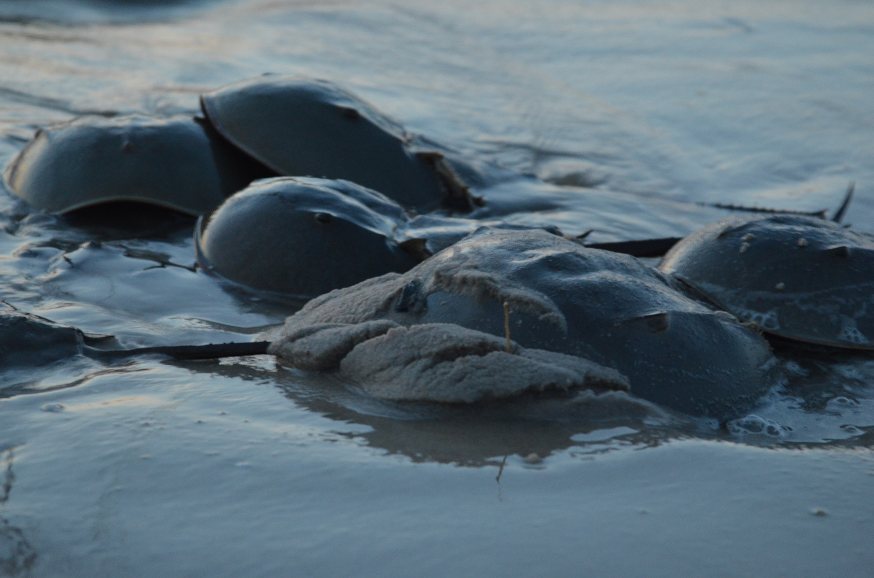 Ørsted Joins New Jersey Horseshoe Crabs Initiative
