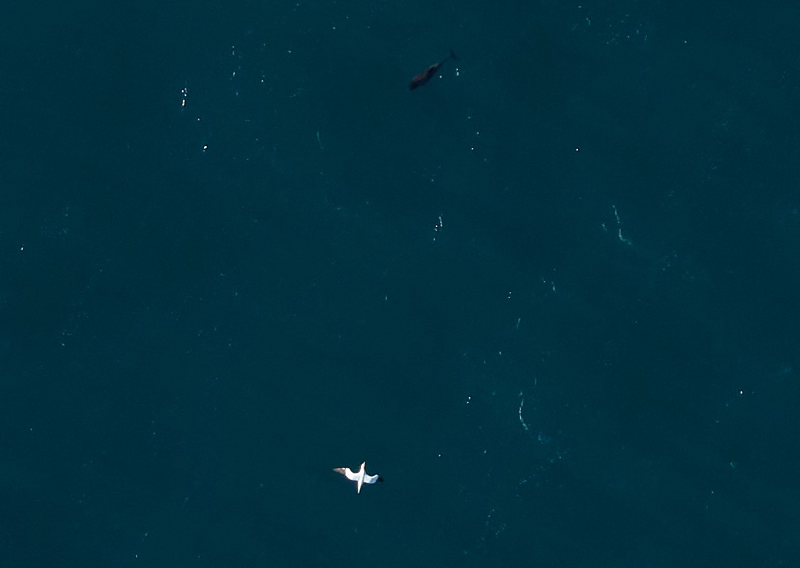 A photo of a gannet and dolphin taken from an aircraft