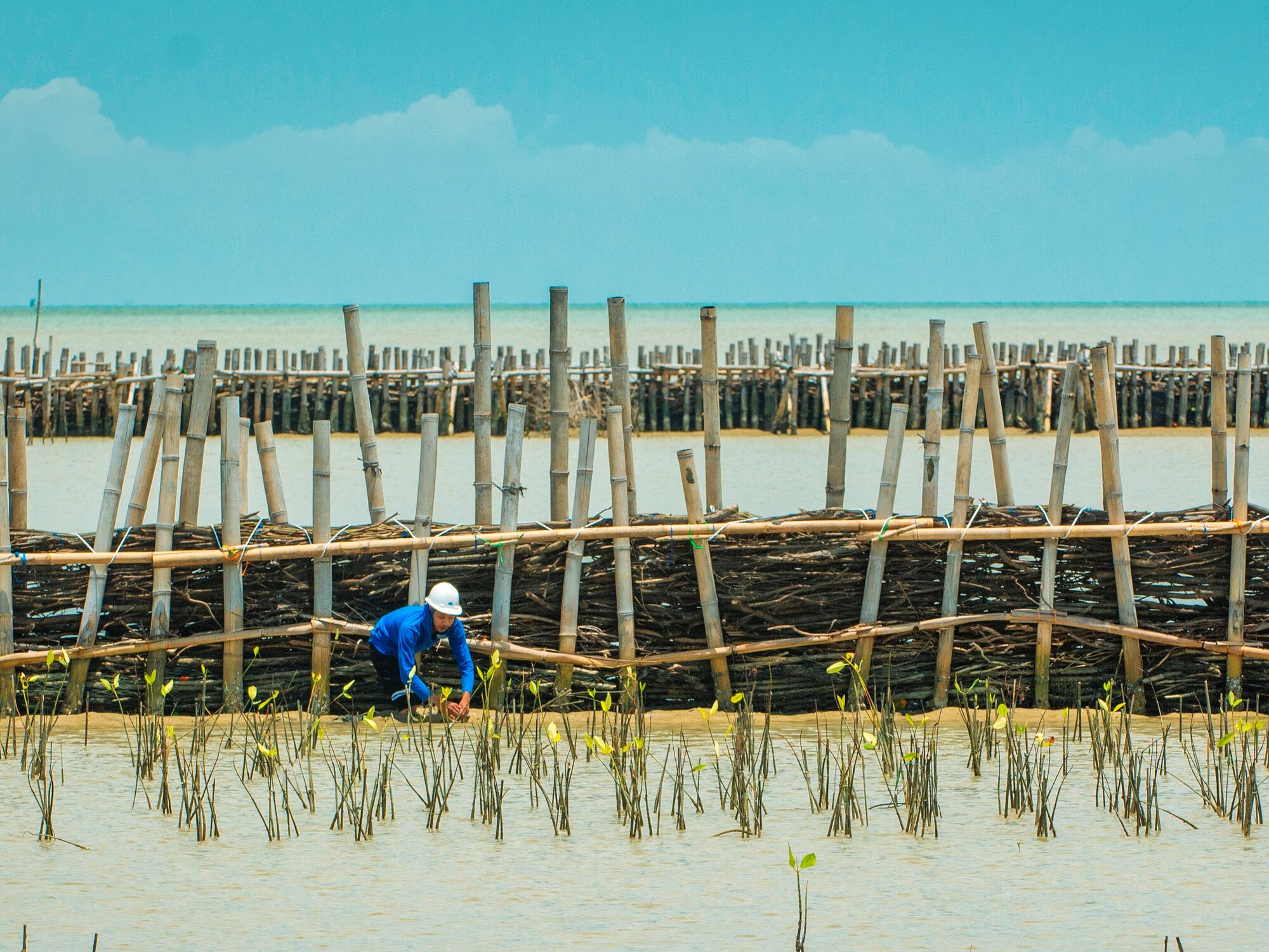 Constructiewerk met mangrove. Foto, Boskalis.