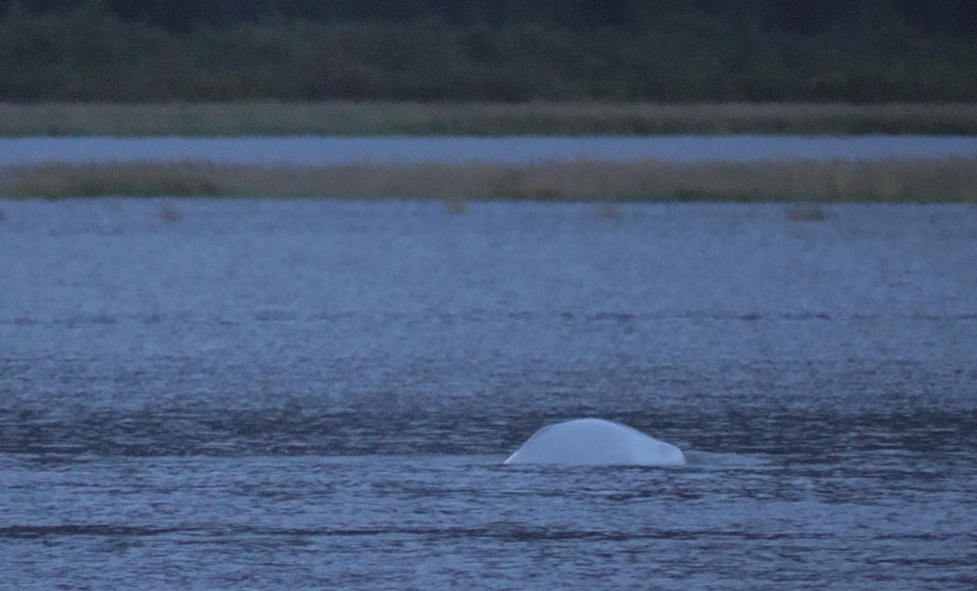 Alaska LNG poses threat to beluga whales, environmental agency says
