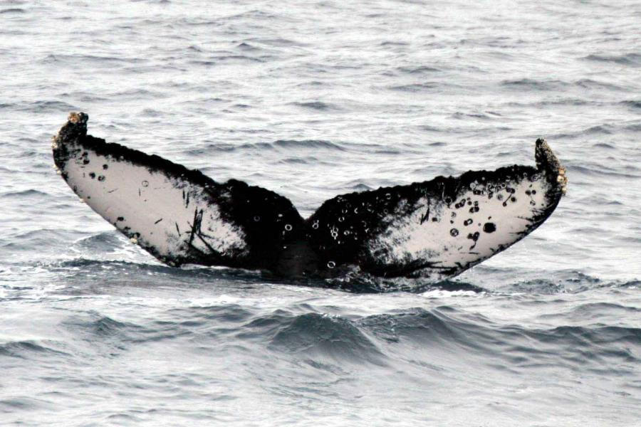 A photo of a humpback whale (Courtesy of PGH Evans/Sea Watch Foundation)