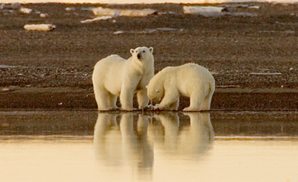Illustration; Source: U.S. Fish and Wildlife Service Arctic