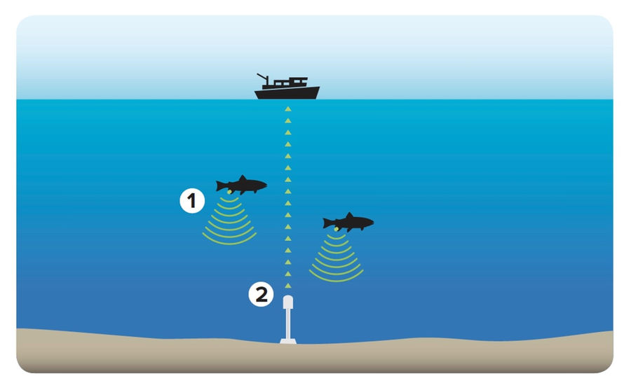 Acoustic tags (1) are small transmitters that allow researchers to track fish underwater; this data is captured by acoustic receivers (2) (Courtesy of FORCE)