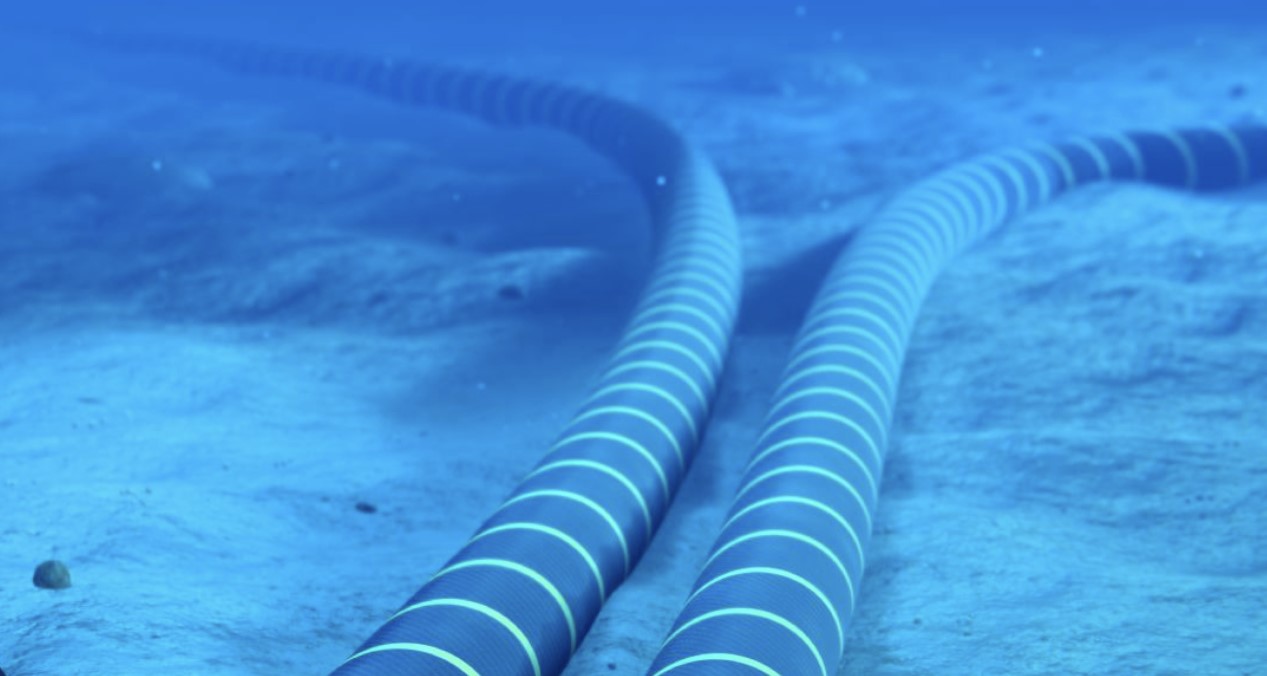 Industry unites to bridge knowledge gap on effects of subsea cables on marine wildlife