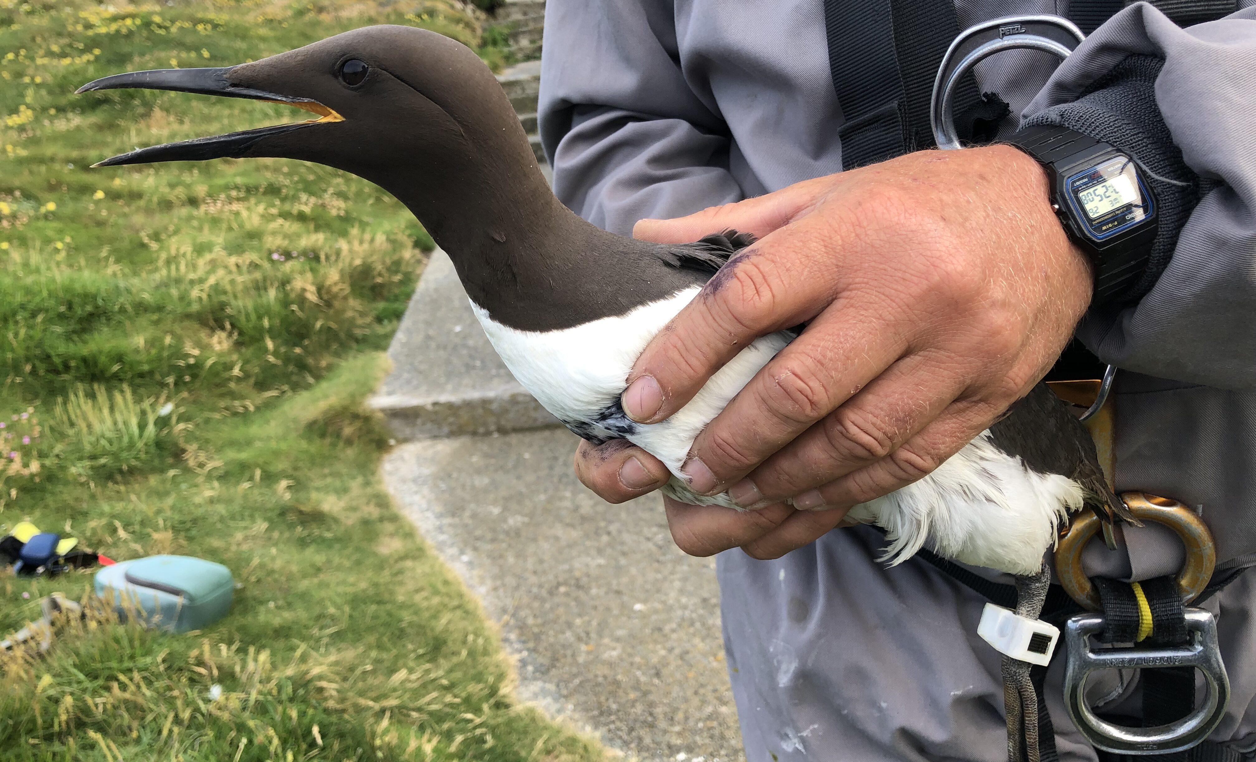 Seabird Guillemot with an attached solar-powered tracker