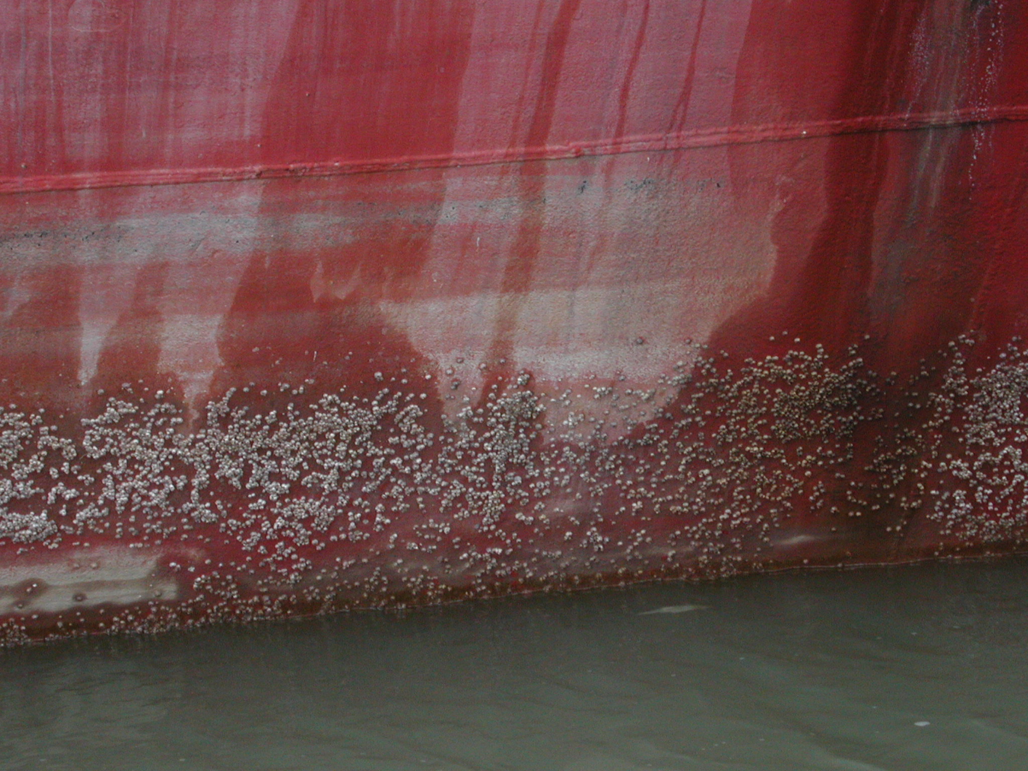 Barnacle biofouling